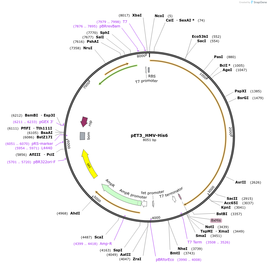 164843-plasmid-map-sequence-id-325634