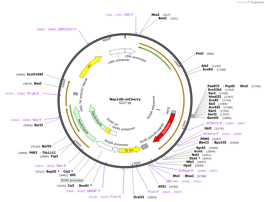 165139-plasmid-map-sequence-id-325635
