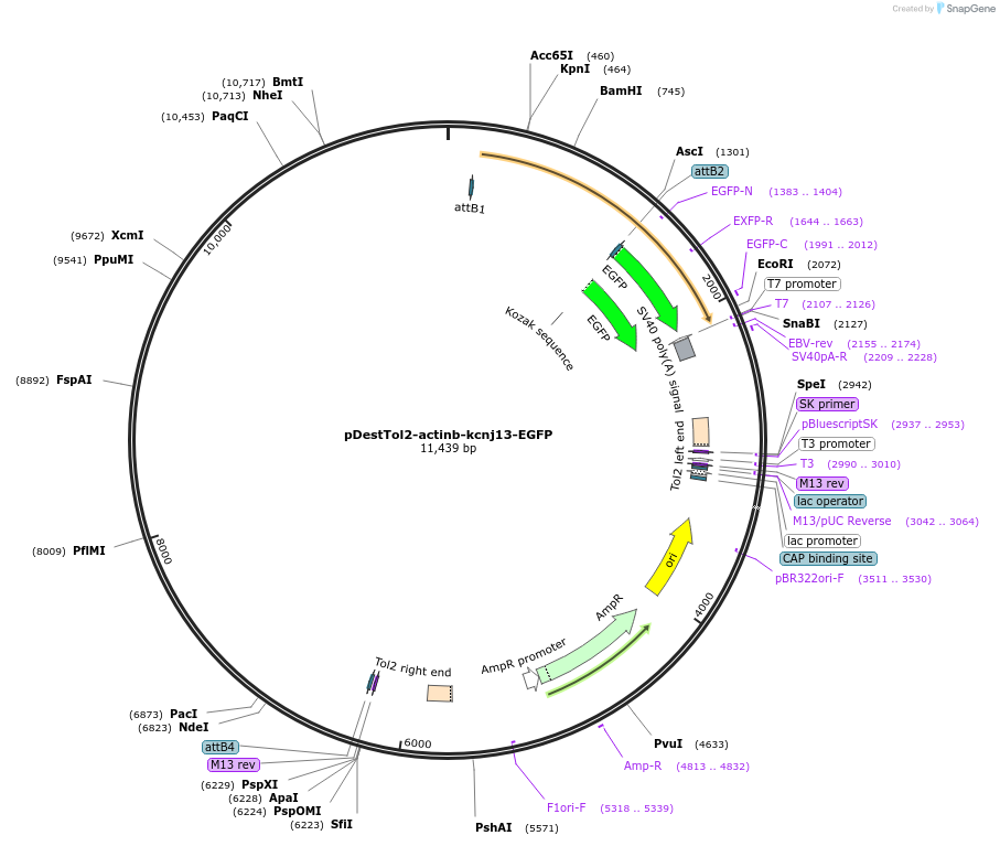 164940-plasmid-map-sequence-id-325641