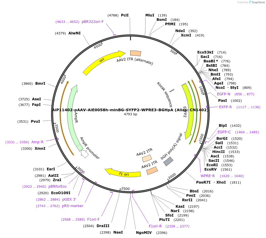 163494-plasmid-map-sequence-id-325642