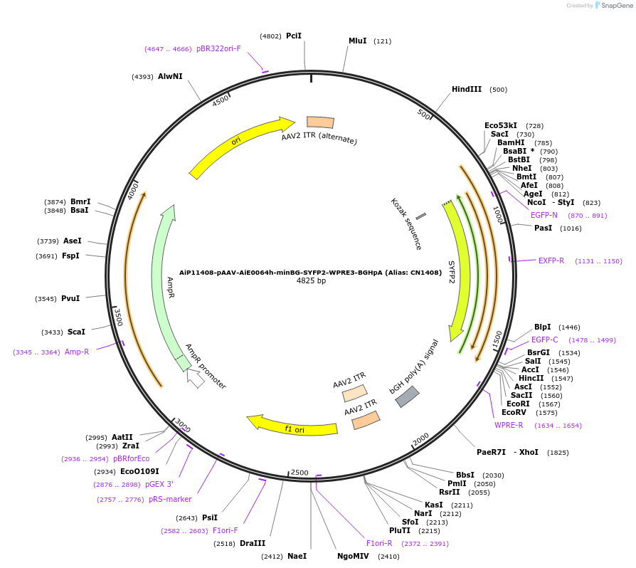 163500-plasmid-map-sequence-id-325644