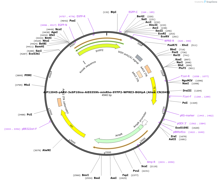 163504-plasmid-map-sequence-id-325645
