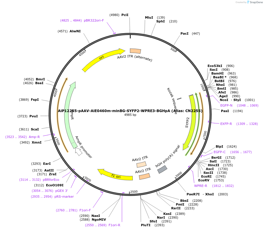 164455-plasmid-map-sequence-id-325686
