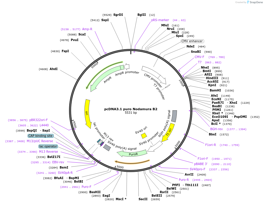 17228-plasmid-map-sequence-id-325695