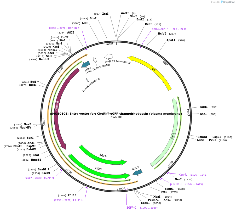 163063-plasmid-map-sequence-id-325700