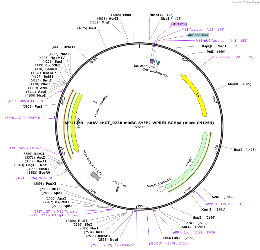 163499-plasmid-map-sequence-id-325764