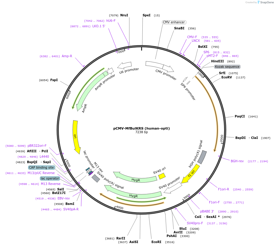 164196-plasmid-map-sequence-id-325765