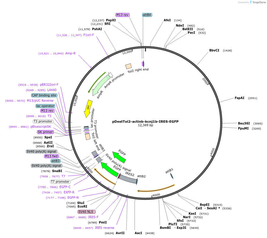 164946-plasmid-map-sequence-id-325771
