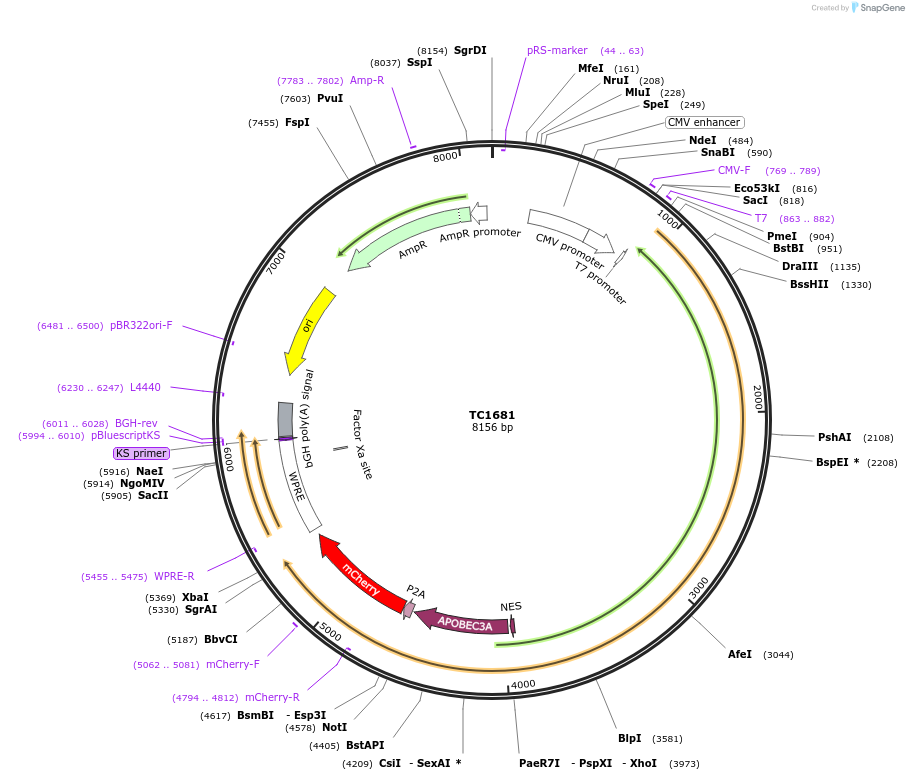 164872-plasmid-map-sequence-id-325775