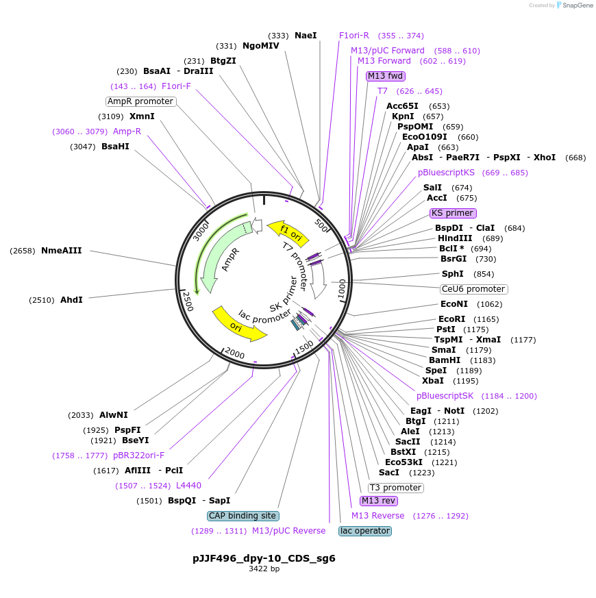 164267-plasmid-map-sequence-id-325777