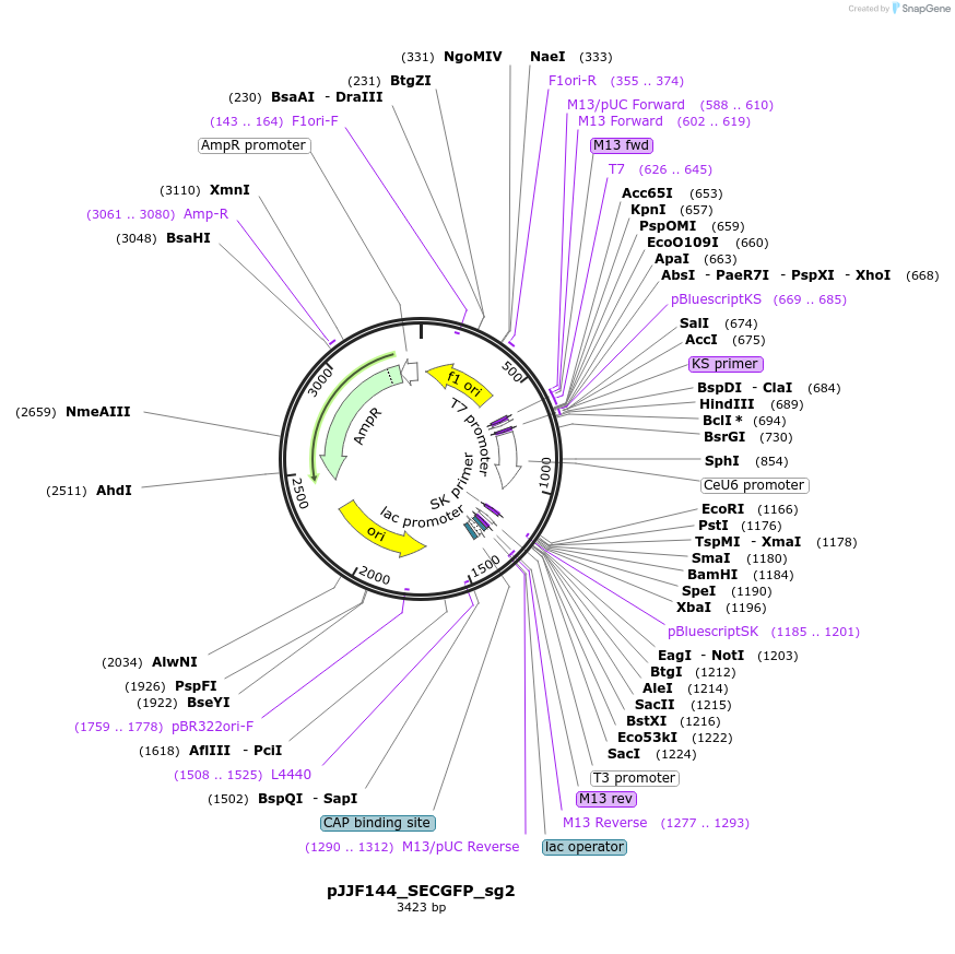 163865-plasmid-map-sequence-id-325779