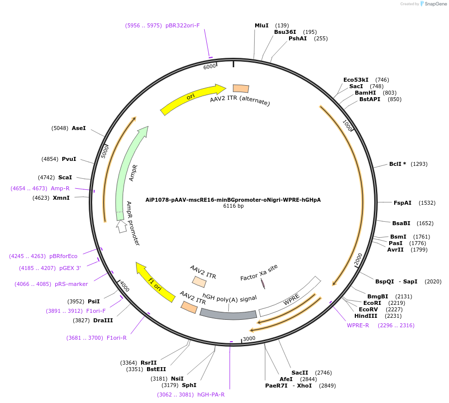 163490-plasmid-map-sequence-id-325815