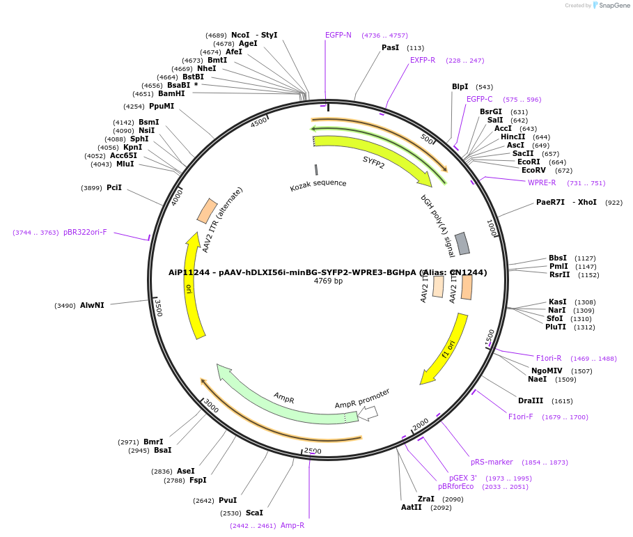 163493-plasmid-map-sequence-id-325817