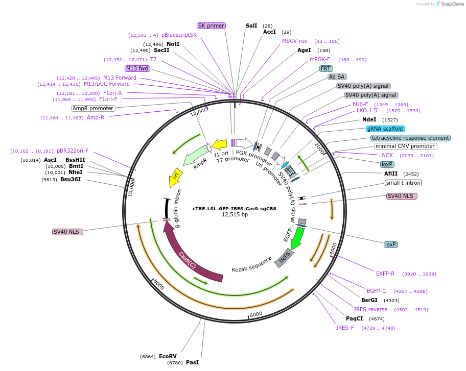 135668-plasmid-map-sequence-id-325838