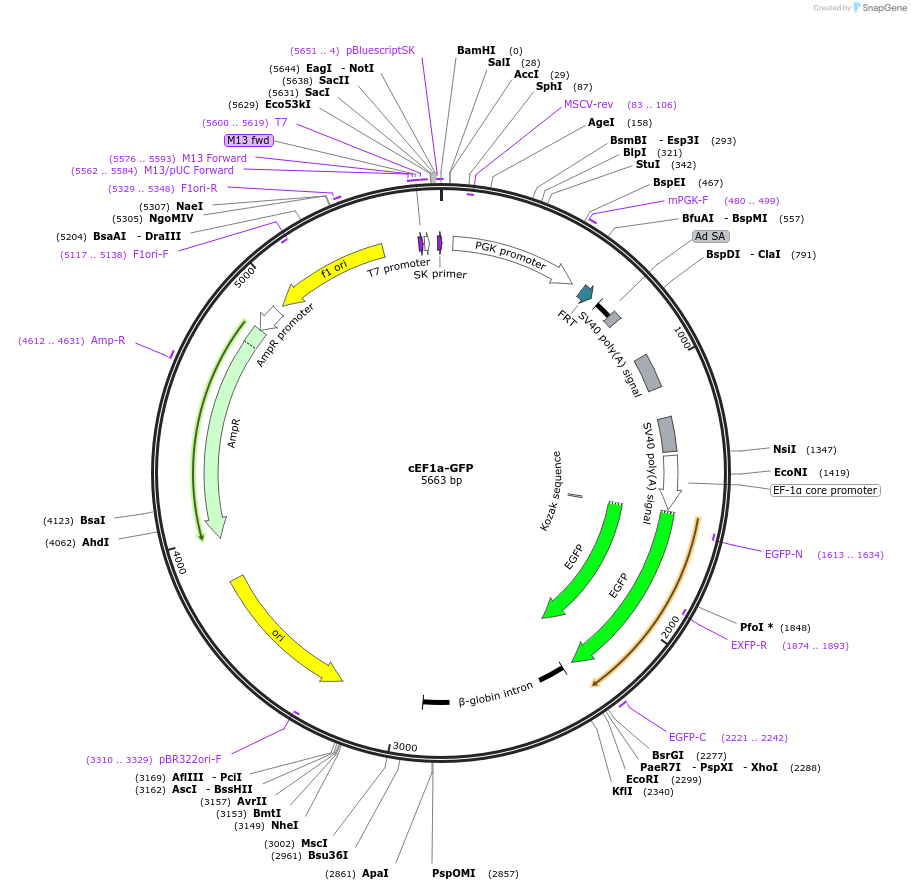 135671-plasmid-map-sequence-id-325845