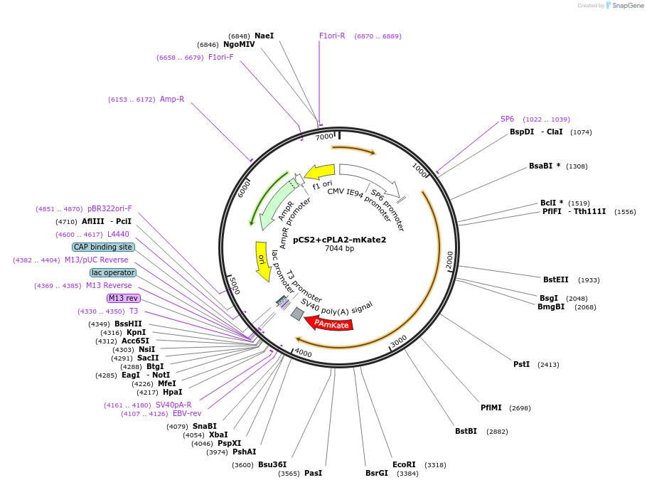 162068-plasmid-map-sequence-id-325857