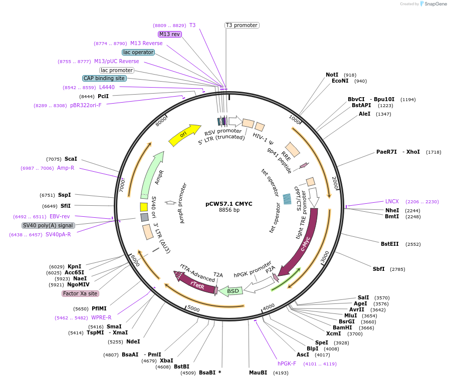 164145-plasmid-map-sequence-id-325859