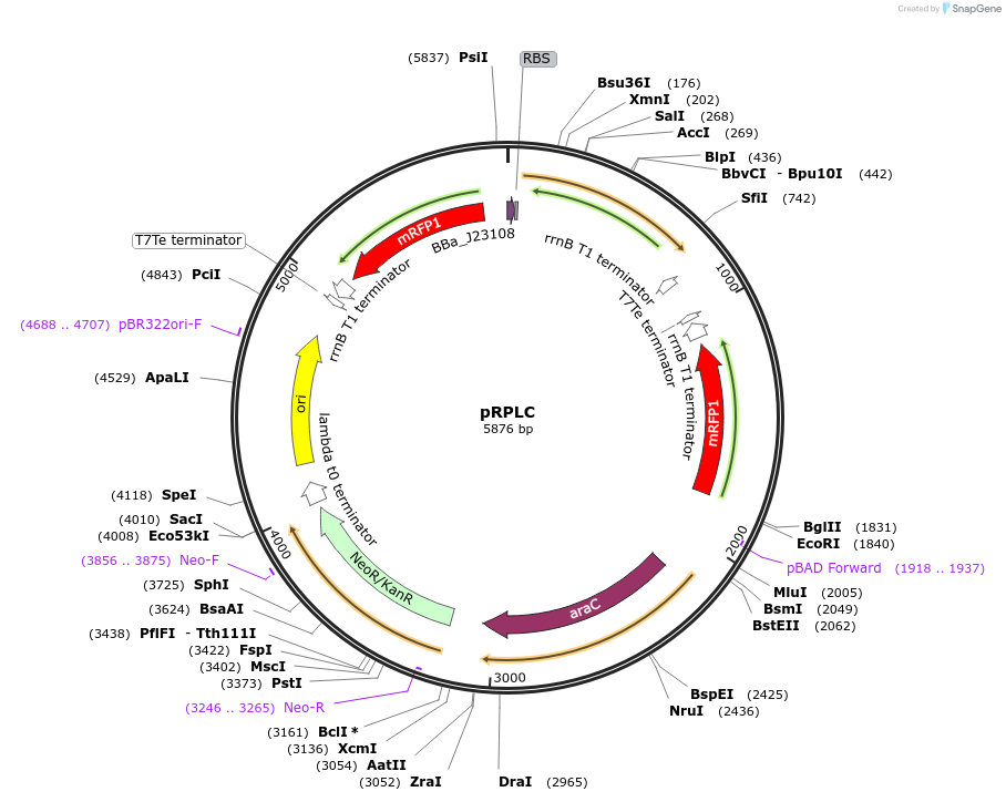 122261-plasmid-map-sequence-id-325870