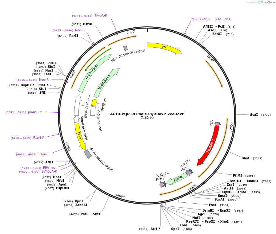 121448-plasmid-map-sequence-id-325873