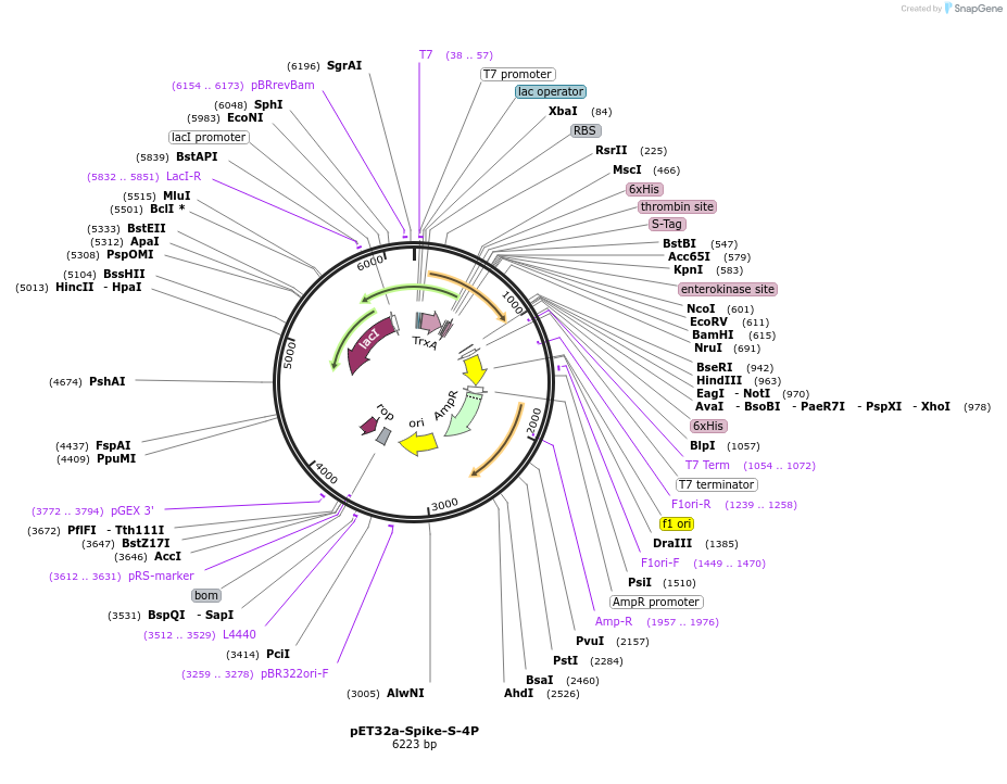 165094-plasmid-map-sequence-id-325882