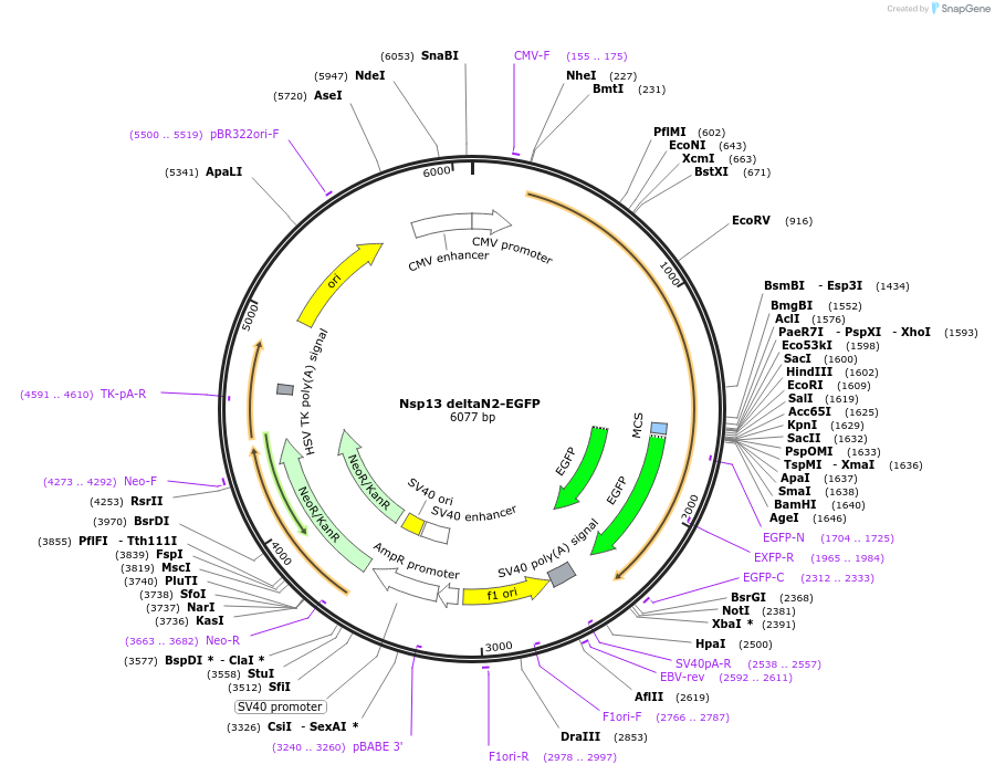 165128-plasmid-map-sequence-id-325889