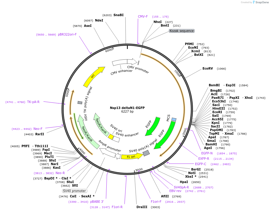 165127-plasmid-map-sequence-id-325933