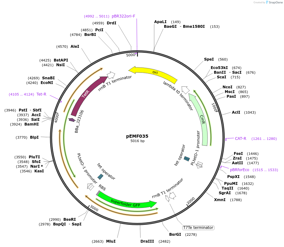 157632-plasmid-map-sequence-id-325939