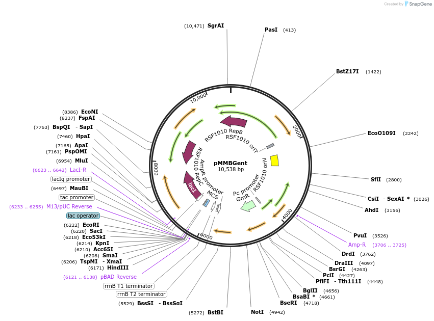 45475-plasmid-map-sequence-id-325940