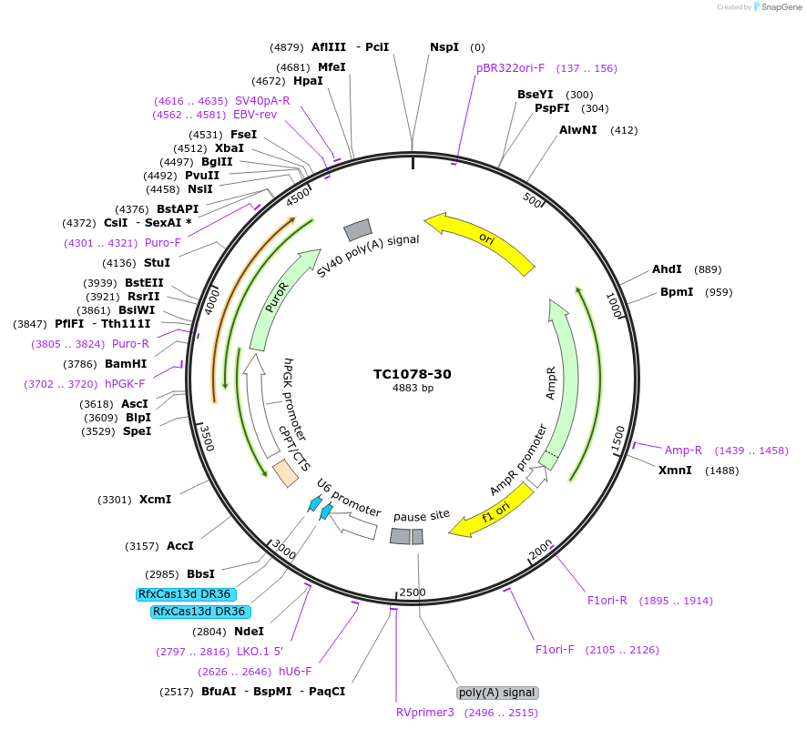 164878-plasmid-map-sequence-id-325941