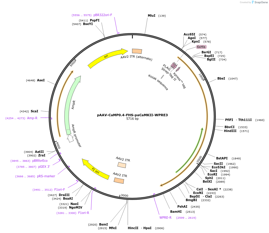 165429-plasmid-map-sequence-id-325944
