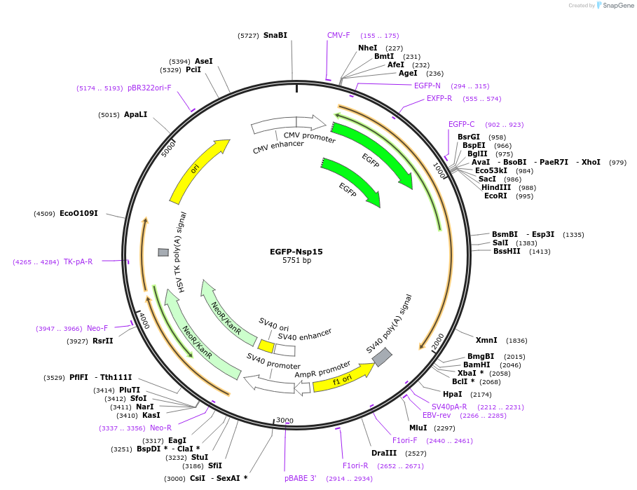 165120-plasmid-map-sequence-id-325950