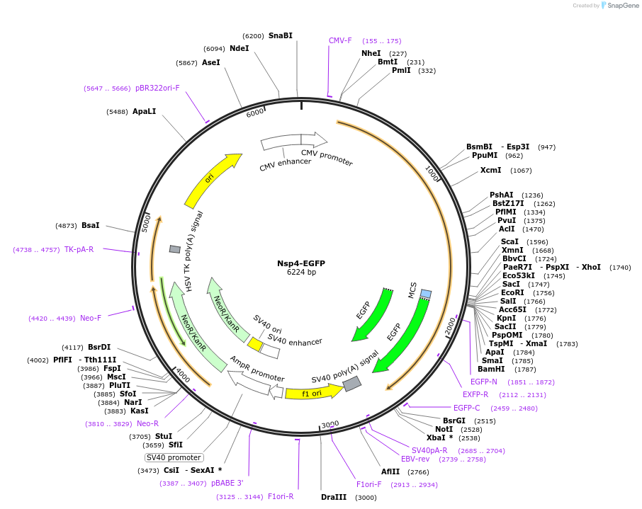 165109-plasmid-map-sequence-id-325953