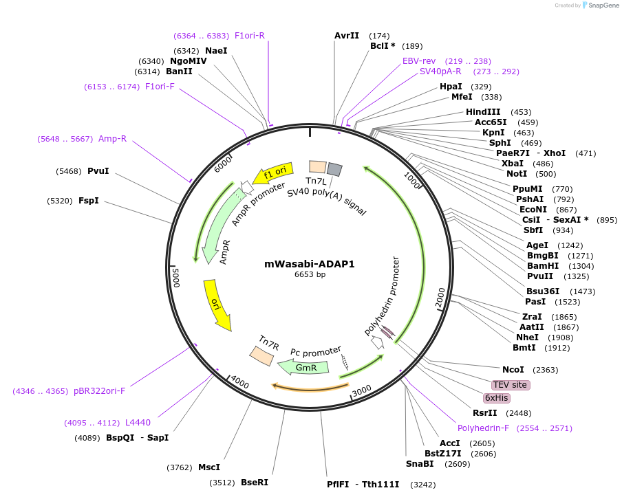 163906-plasmid-map-sequence-id-325959