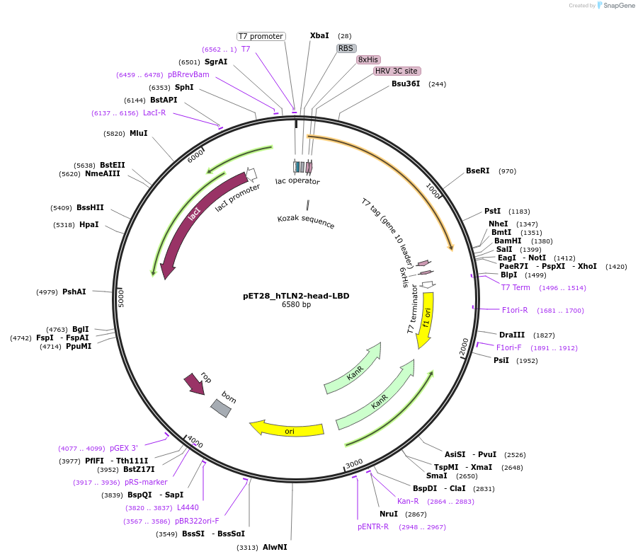 164837-plasmid-map-sequence-id-325962