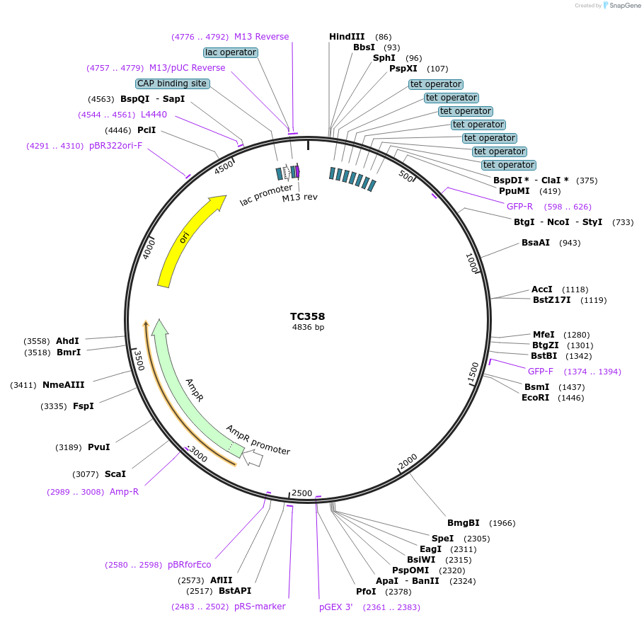 164885-plasmid-map-sequence-id-325963