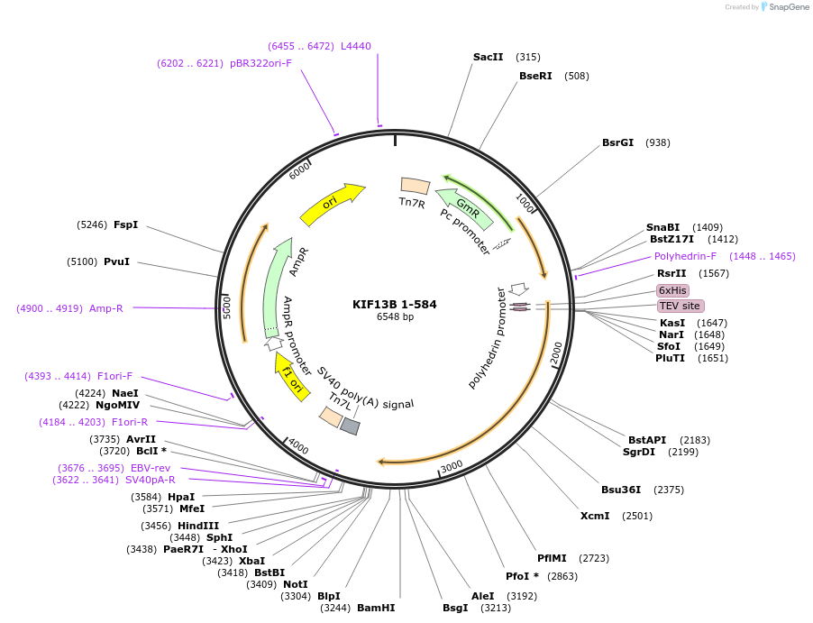 163908-plasmid-map-sequence-id-325968