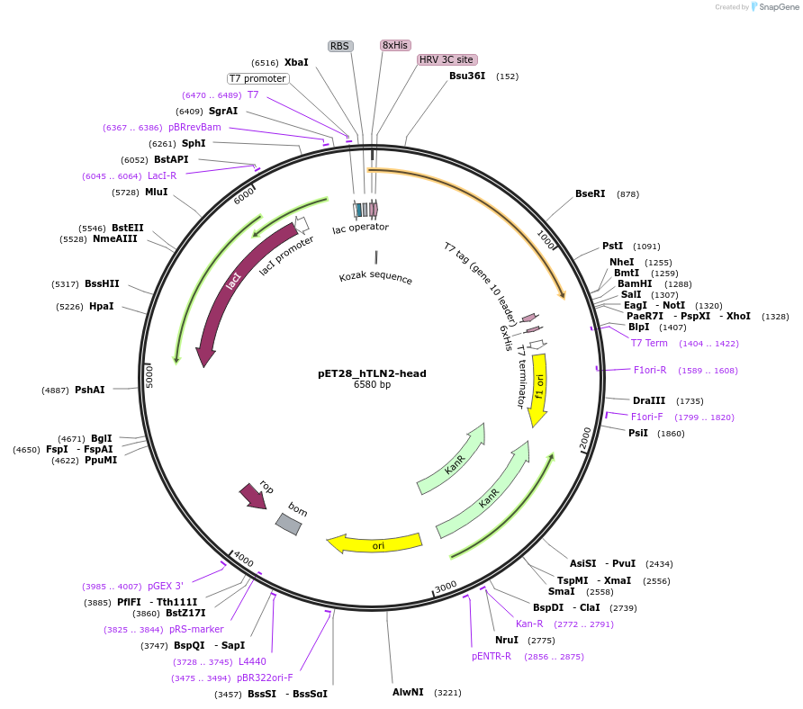 164836-plasmid-map-sequence-id-325969