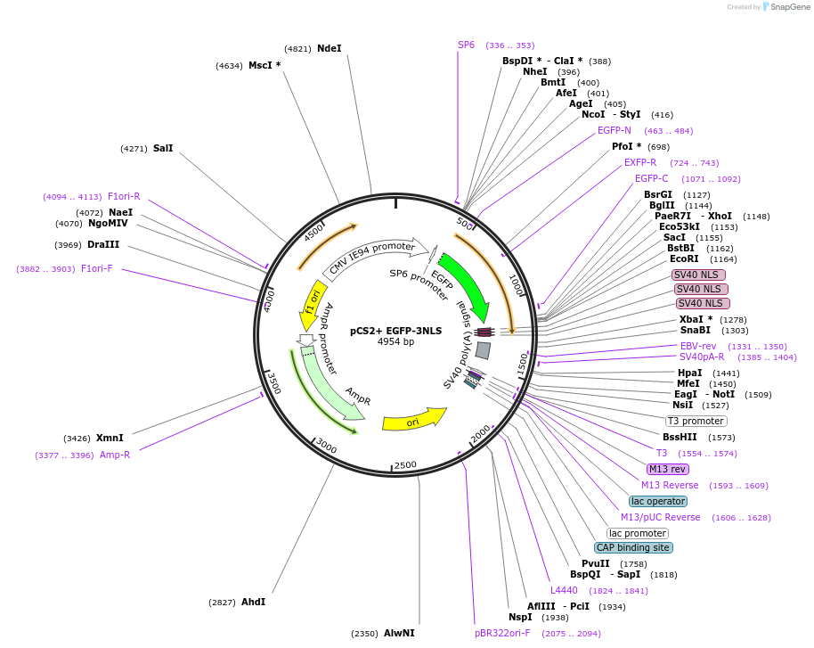 165400-plasmid-map-sequence-id-325977
