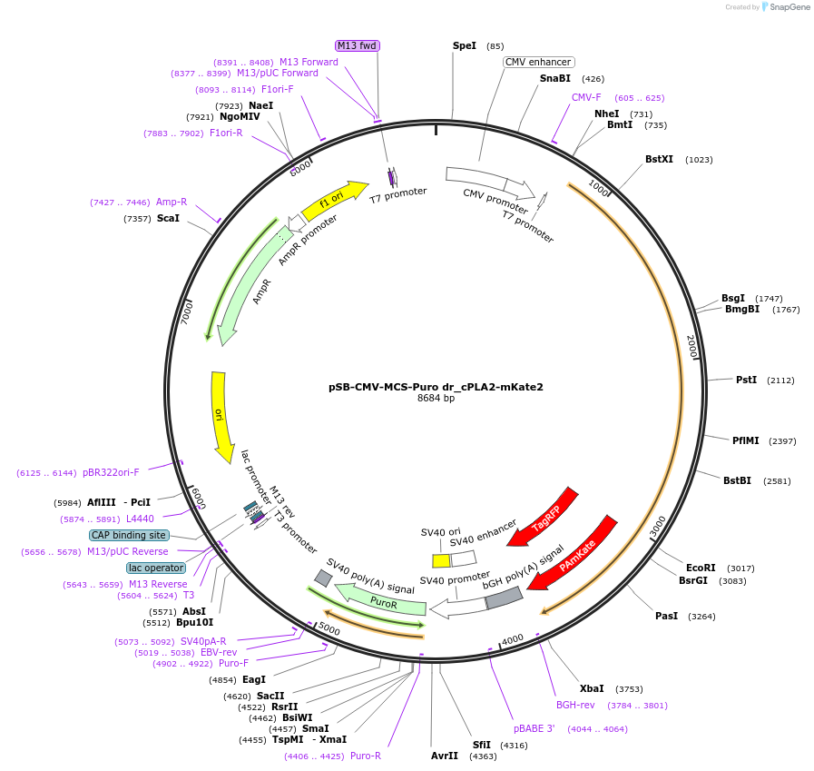 163844-plasmid-map-sequence-id-325978