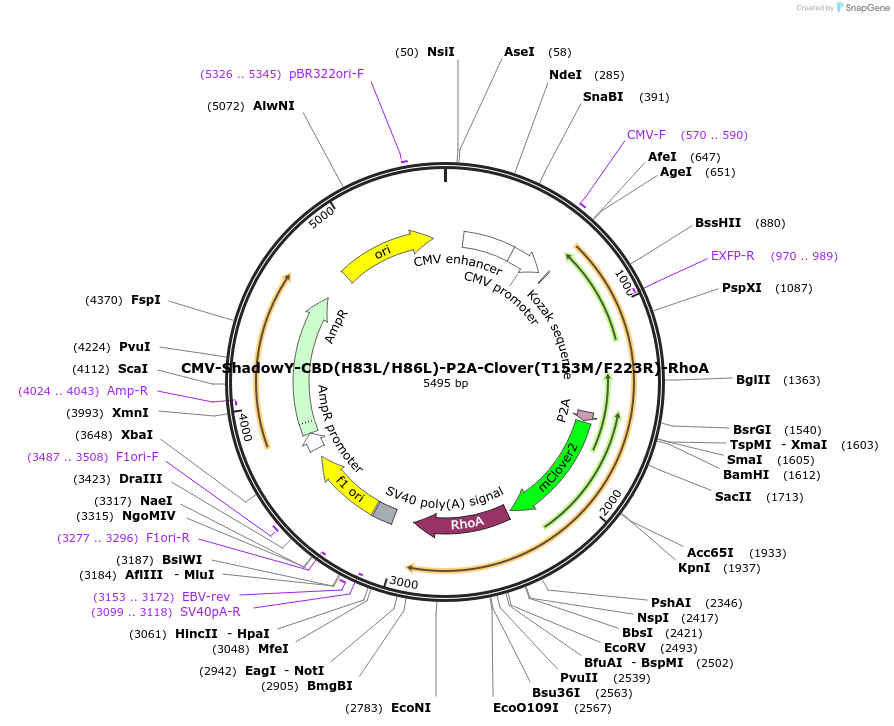 165437-plasmid-map-sequence-id-325980