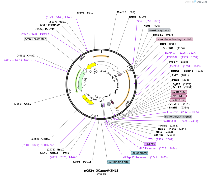 165401-plasmid-map-sequence-id-325983