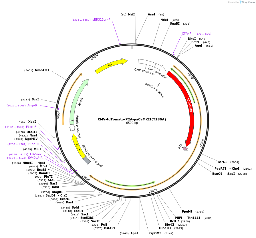 165432-plasmid-map-sequence-id-325984