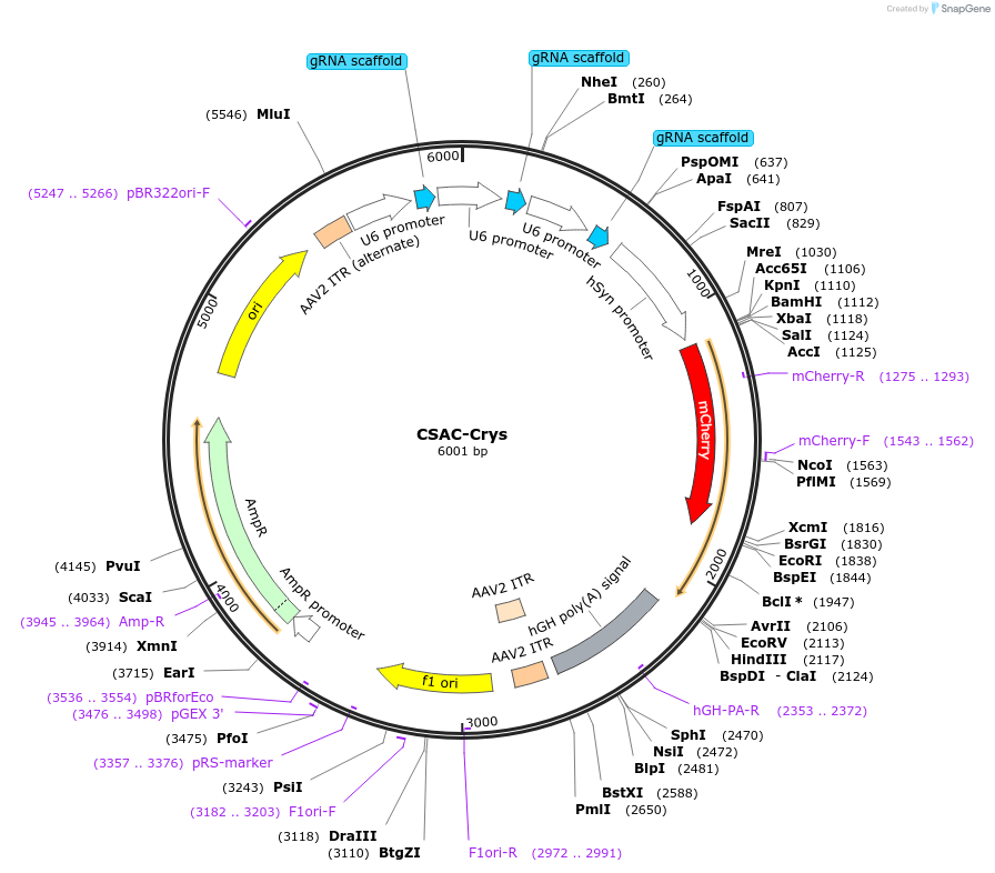 164967-plasmid-map-sequence-id-325988