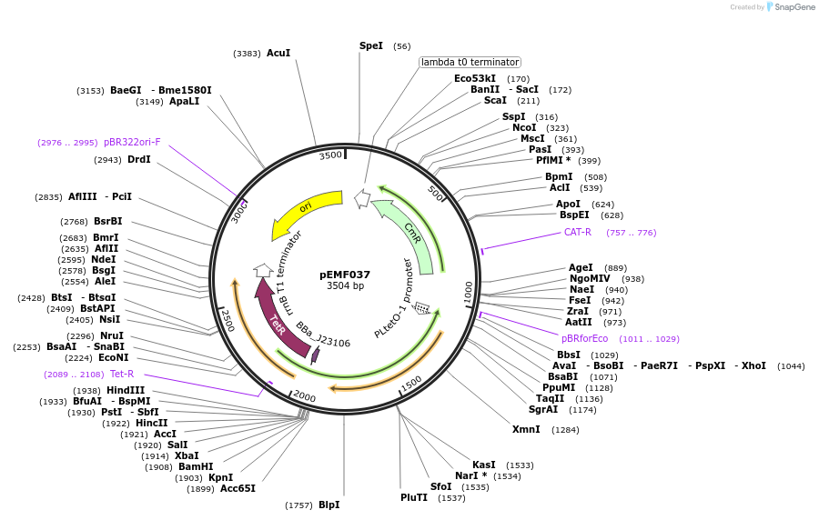 157634-plasmid-map-sequence-id-326014