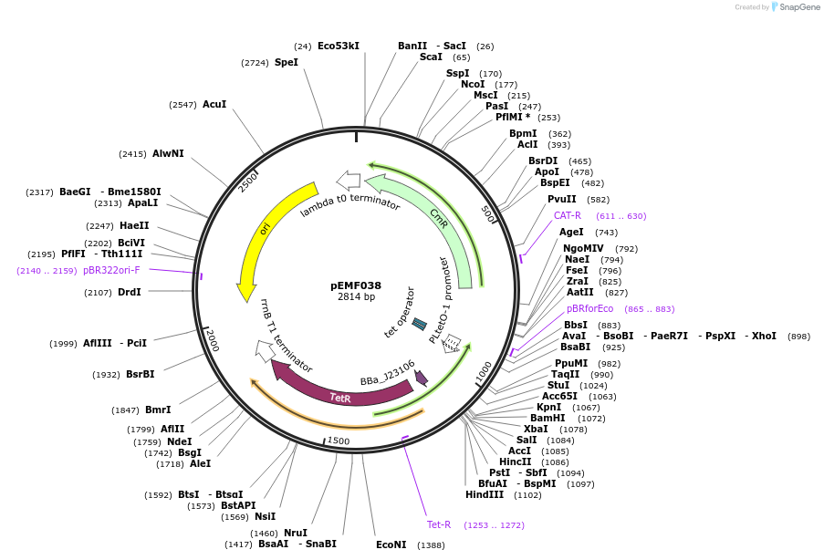 157635-plasmid-map-sequence-id-326015