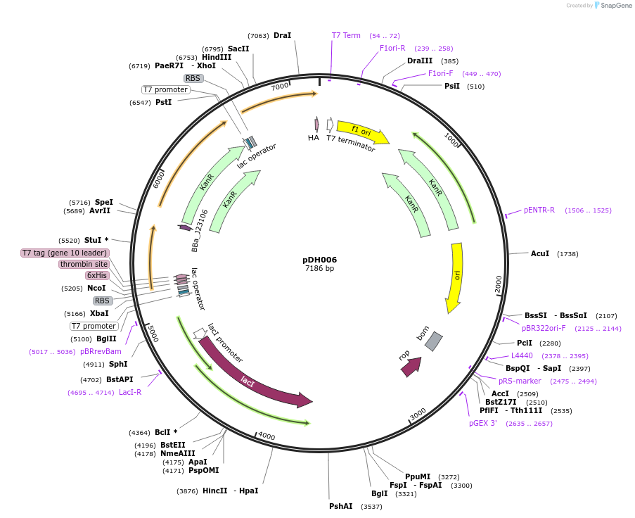 157641-plasmid-map-sequence-id-326030