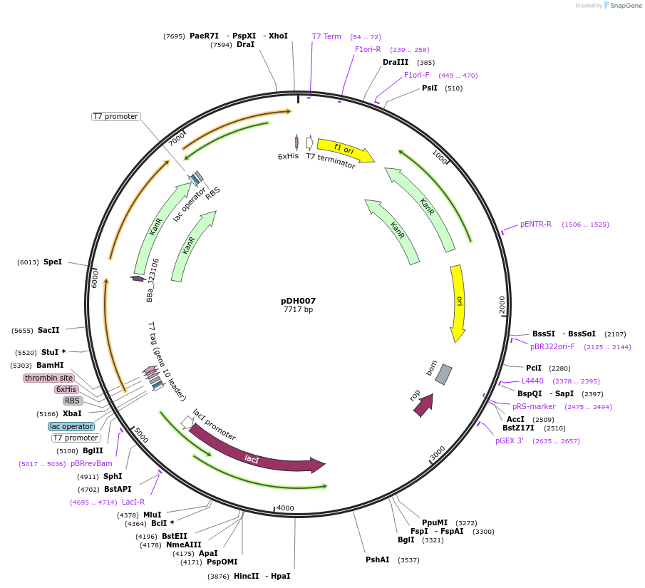 157642-plasmid-map-sequence-id-326038
