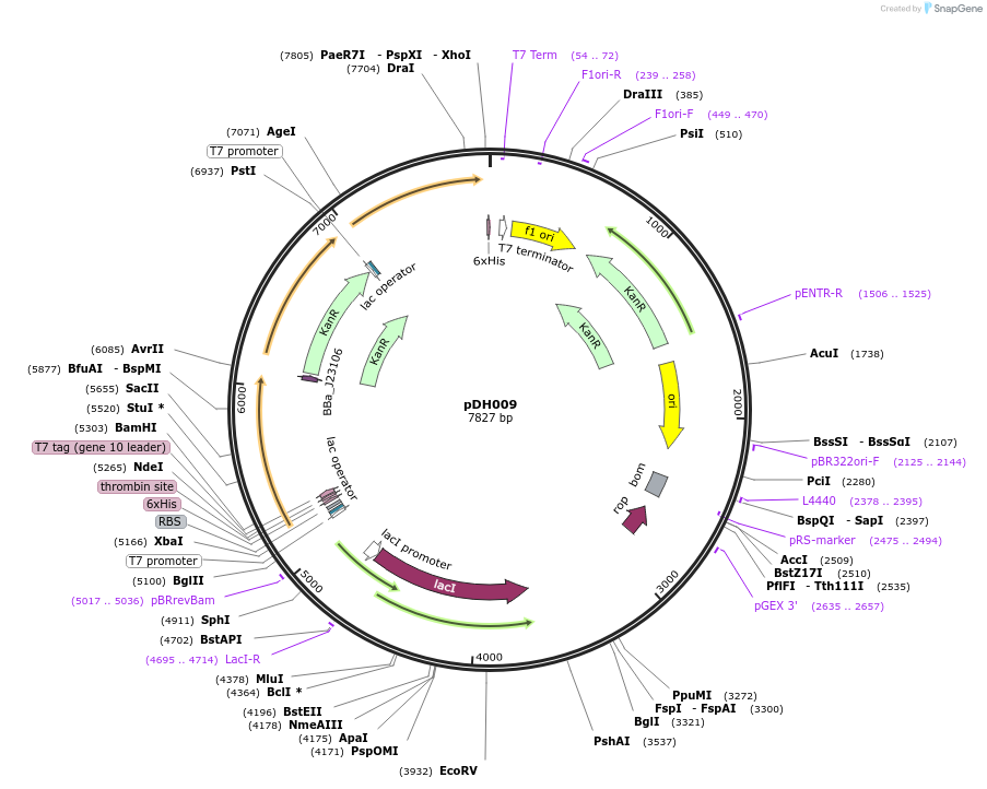 157644-plasmid-map-sequence-id-326039