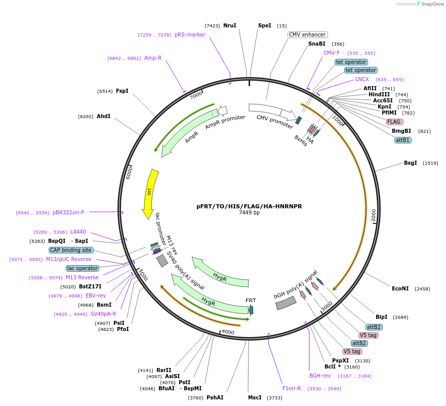 38067-plasmid-map-sequence-id-326090