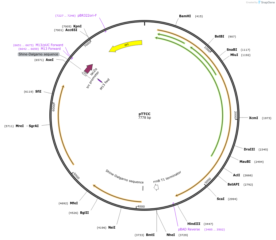 164264-plasmid-map-sequence-id-326091